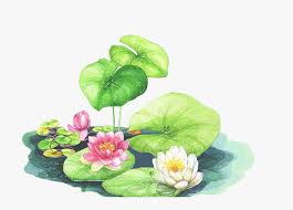 Artificial lotus flower, handmade clay lotus flower with green leaf and pink petal, diy art product for home. Bud Drawing Water Lily Drawing For 3d Lotus Free Transparent Clipart Clipartkey