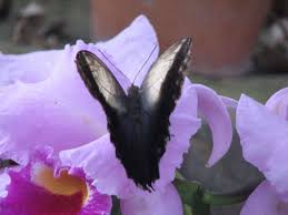 This list of annuals and perennials that support and attract butterflies is a great place 29 flowers that are sure to attract butterflies to your yard. 5 Flowers To Attract Butterflies To Your Garden Dengarden