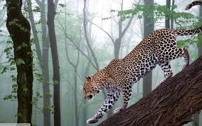 Pin On Big Cats