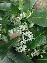 White flowering trees identification australia. Trees Various Australian Native Trees For All Types Of Uses Page 1