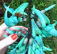 Image result for Strongylodon macrobotrys