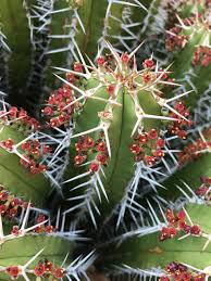 Image result for Euphorbia