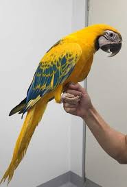 Birds For Cats To Watch 4k 