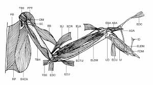Gold skins are a special skins in the game that you earn by playing certain characters for long periods of time. Dorsal View Of The Deep Muscles Of The Golden Pheasant Aba M Download Scientific Diagram