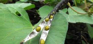 الماش القيمة الغذائية للماش فوائد الماش أضرار الماش الماش الماش أو بقلة الماش أو الكشري الأخضر أو المج أو كما ي سم ى أحيانا اللوبياء الش health food