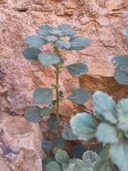 Image result for Pauridiantha paucinervis