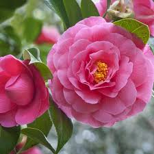 Pin On Flowers