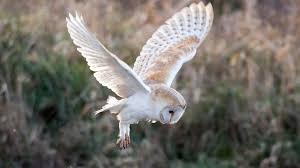 Unfortunately, these birds are not the easiest to attract, but it's not impossible. How To Attract Owls In The Garden Esschert Design