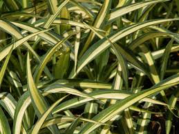 Image result for Beschorneria yuccoides