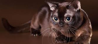 Berikut ini adalah beberapa arti dari mimpi digigit kucing, di antaranya adalah mimpi dicakar atau digigit kucing, mimpi digigit seekor anjing, mimpi digigit. Simbolisme Kucing Peran Kucing Dalam Dunia Spiritual Mimpi Interpretasi Anak Kucing Mengapa Anak Kucing Bermimpi Dalam Mimpi