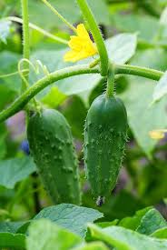Cucumbers are soothing, inside and out. How To Plant Grow And Harvest Cucumbers