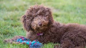 A good breeder will not only help match the perfect puppy for your family, they will also adhere to ethical and responsible canine care. Goldendoodle Puppies For Sale In Pa Greenfield Puppies