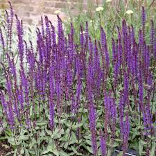 Salvia nemorosa is native to eurasia. Ziersalbei Salvia Nemorosa Caradonna Violett