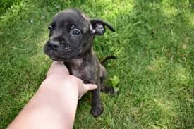 Don't miss what's happening in your neighborhood. Puppyfinder Com Bullmastiff Puppies Puppies For Sale Near Me In Alabama Usa Page 1 Displays 10