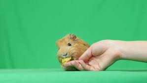 funny p a r a l l e l s || mdzs world. Funny Guinea Pig Eating An Stock Footage Video 100 Royalty Free 12970856 Shutterstock