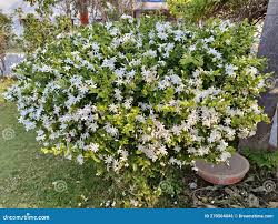 Image result for Jasminum multipartitum