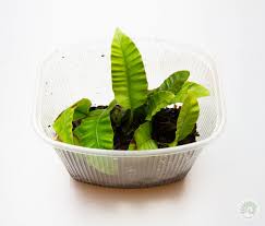 Image result for Arthropteris palisotii