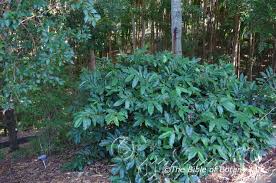 Image result for Mimusops obtusifolia