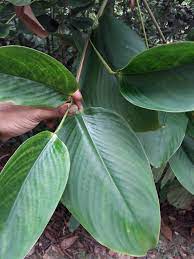 Read hottest manga online for free, feel the best experience 100%! Pokok Bemban Saintifik Donax Tropical Survival Group Facebook