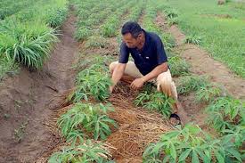 Pada tanah tegalan kering waktu tanam yang paling cocok adalah pada awal musim penghujan kira kira bulan oktober november. Lebak Genjot Produksi Ubi Kayu