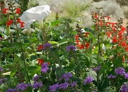 () santa fe, the new mexico capital, lies on a tributary of the rio grande on the southwestern slopes of the snowcapped sangre de cristo mountains. Plants Of The Southwest Plants Of The Southwest