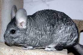 Don't miss what's happening in your neighborhood. A Chinchilla Sits On A Besser Brick Abc News Australian Broadcasting Corporation