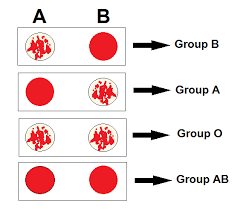 reverse blood grouping principle procedure interpretation