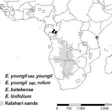 Image result for Eriosema verdickii