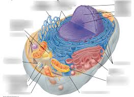 The main function of vacuoles in animal cells is to isolate and remove waste products from the other organelles and the cytoplasm. Chapter 4a Animal Cell Eukaryotic Cell Diagram Quizlet