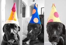 Dog Birthday Hats The Cutest B Lovely Events Dog Birthday Hat Dog Birthday Dog Party Hat