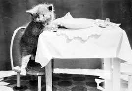 Kitten At Dinner Table Kitten Animal Photo Retro Images