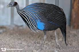 Pin On Birds At The Tds Exotic Game Ranch