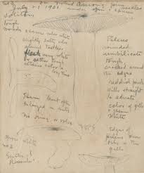 Frederick Odell Conant, Collection of Sketches by an Amateur Mycologist in  Maine, 1901