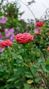 You can also upload and share your favorite flower garden wallpapers. Rose Flower Garden 4k Ultra Hd Mobile Wallpaper