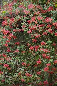 Image result for Oxyrhachis gracillima