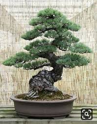 Pin By Edgar Aldi On Bonsai Insp2 Indoor Bonsai Bonsai Tree Types Bonsai Tree