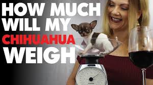 Chihuahua Growth Chart Is It Accurate Sweetie Pie Pets