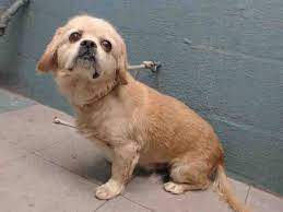 Lancaster Ca Animal Shelter Dog My Id A5077265 Animals Dog Adoption Animal Shelter