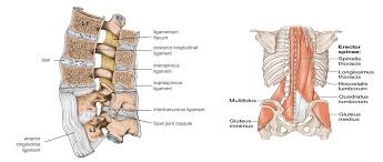 In the back and elsewhere in the body, tendons attach muscles to bones. Low Back Pain In Cricket Sportsfit Physio Health