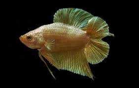 Pakan alami ikan koi agar cepat besar. Ikan Cupang Super Gold Dan Jenisnya