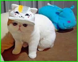 Nama nama yang comel, 4. 20 Gambar Kucing Comel Gebu Dan Lucu Daftarhewan Com