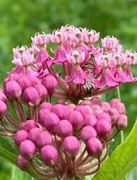 Image result for Asclepias albens