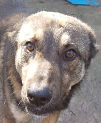 Der oben genannte verein übergibt an (nachfolgend der hund ist in diesem fall unverzüglich an den. Hund Schaferhund Mischling Mischling Rude 4 Jahre Rico