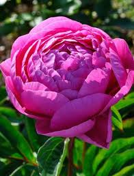Loves part sun/shade and is temperamental, meaning it hates to be moved or messed with. Pin On Piwonie