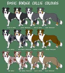 The goals and purposes of this breed standard include: Border Collie Colours By Stormith On Deviantart Border Collie Colors Collie Dog Collie