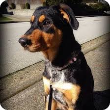 14 hound x rottweiler mix = rotthound. Surrey Bc Rottweiler Meet Shae A Pet For Adoption
