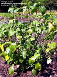 Image result for Brillantaisia cicatricosa