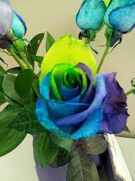 Coloured Roses Jardinagem