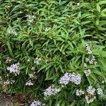 Image result for Ruspolia seticalyx