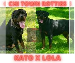 Rottweiler dog breed information, pictures, care, temperament, health, puppies, breed history. View Ad Rottweiler Puppy For Sale Near Illinois Flossmoor Usa Adn 238220